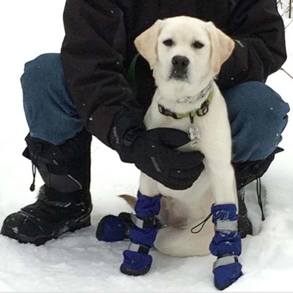 dog apparel shoes high waist golden retriever samos husky waterproof non-slip feet large boots pet
dog apparel shoes high waist golden retriever samos husky waterproof non-slip feet large boots pet