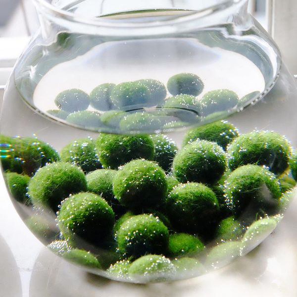 aquarium ball landscaping chlorella algae marimo moss balls happy environmental green seaweed shrimp tank ornament#m decorations
aquarium ball landscaping chlorella algae marimo moss balls happy environmental green seaweed shrimp tank ornament#m decorations