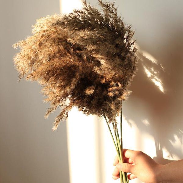 decorative flowers & wreaths 3/5/10 pcs real dried pampas grass decor wedding flower bunch natural plants decoration christmas bouquet ornam
decorative flowers & wreaths 3/5/10 pcs real dried pampas grass decor wedding flower bunch natural plants decoration christmas bouquet ornam