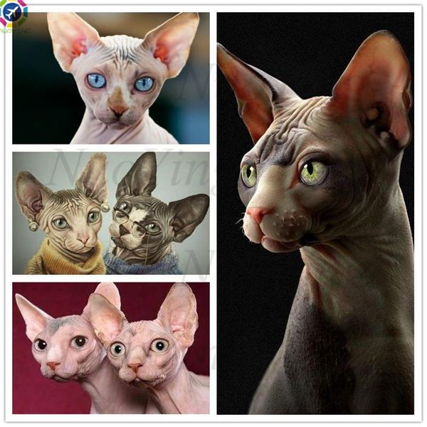 diamond painting full embroidery sphynx cat couple needlework 5d cross stitch kit animal mosaic picture decoration
diamond painting full embroidery sphynx cat couple needlework 5d cross stitch kit animal mosaic picture decoration