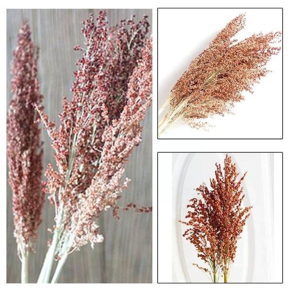 decorative flowers & wreaths natural dried diy vases home decor wedding sorghum dry flower real bouquet bouque l4c7
decorative flowers & wreaths natural dried diy vases home decor wedding sorghum dry flower real bouquet bouque l4c7
