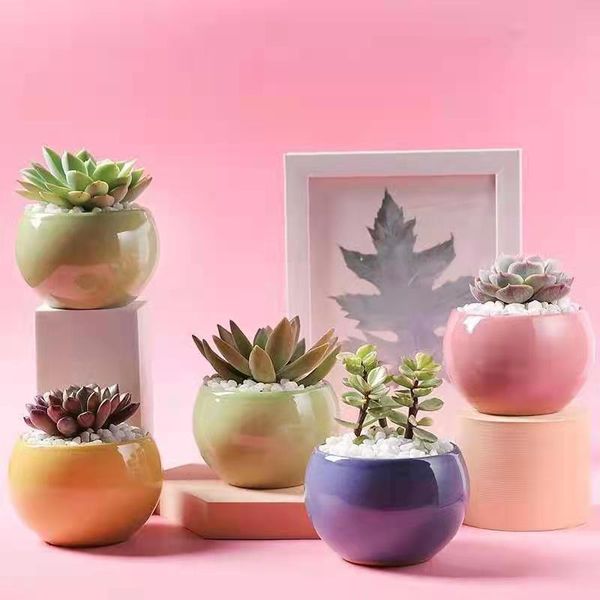 decorative flowers & wreaths green artificial flower succulents plants bonsai diy for home garden decoration wedding wall arrangement
decorative flowers & wreaths green artificial flower succulents plants bonsai diy for home garden decoration wedding wall arrangement