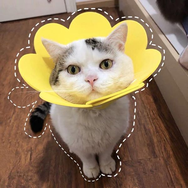 cat collars & leads soft pet flower shaped elizabethan collar neck circle recovery anti-bite wound protective e-collar
cat collars & leads soft pet flower shaped elizabethan collar neck circle recovery anti-bite wound protective e-collar