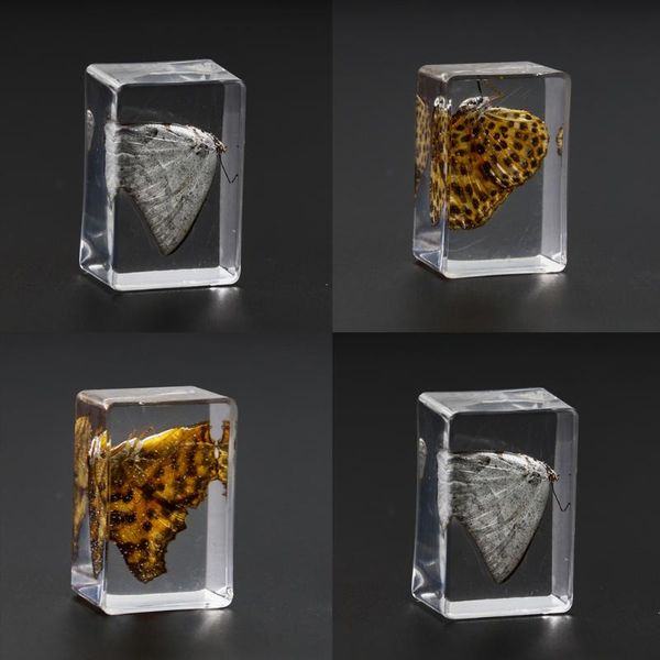 decorative objects & figurines 3d amber crystal butterfly insect specimen biological teaching display paperweight center home decor collecti
decorative objects & figurines 3d amber crystal butterfly insect specimen biological teaching display paperweight center home decor collecti