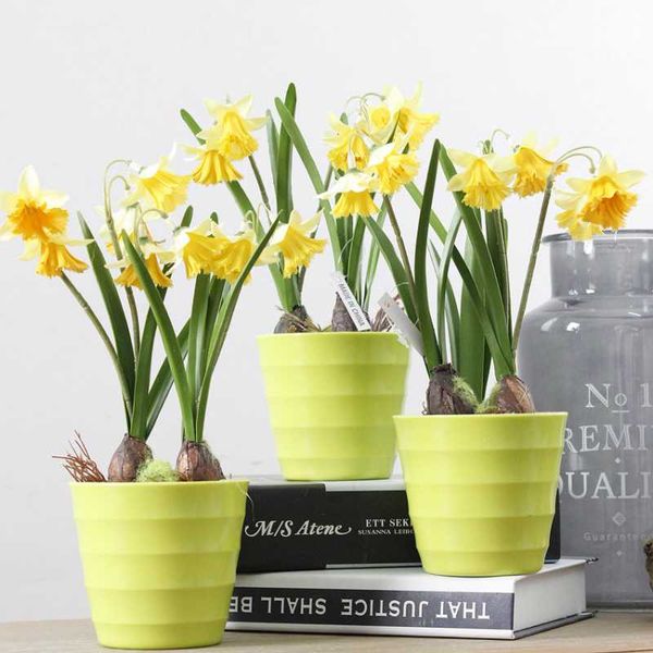 decorative flowers & wreaths 1pc daffodil artificial silk with pot for diy home store dispaly decoration ornament fake flower bonsai plants
decorative flowers & wreaths 1pc daffodil artificial silk with pot for diy home store dispaly decoration ornament fake flower bonsai plants