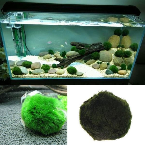 decorations artificial moss ball fish tank aquarium decor ornament 2.5-4.5cm natural plants b2qb
decorations artificial moss ball fish tank aquarium decor ornament 2.5-4.5cm natural plants b2qb