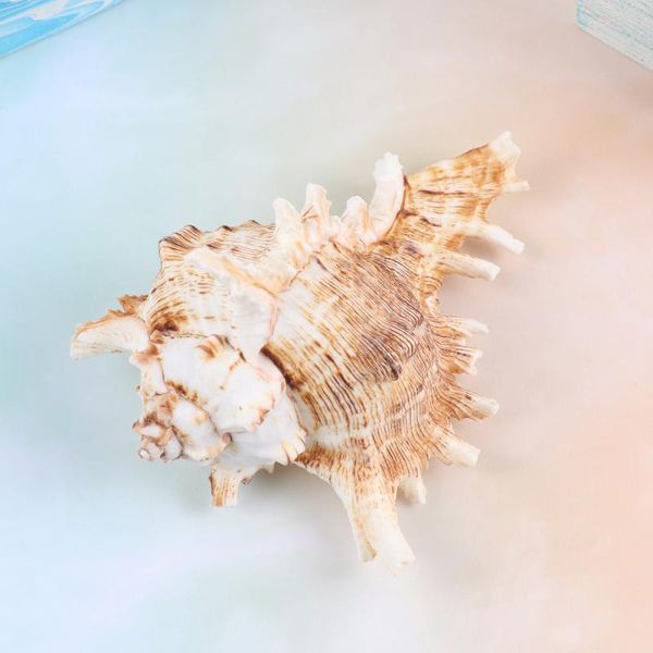 natural shell conch package landscape aquarium ornament for fish tank decoration (10-11cm) novelty items
natural shell conch package landscape aquarium ornament for fish tank decoration (10-11cm) novelty items