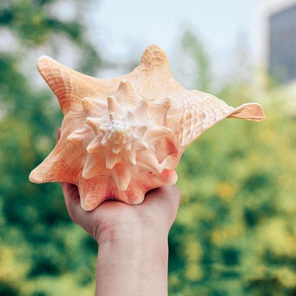 novelty items natural conch shell sebum queen phoenix screw fish tank aquarium scenery snail
novelty items natural conch shell sebum queen phoenix screw fish tank aquarium scenery snail