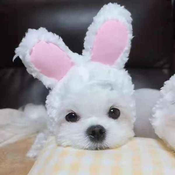party hats cat hat dog white cute warm small and medium-sized headgear supplies can be adjusted in autumn winter
party hats cat hat dog white cute warm small and medium-sized headgear supplies can be adjusted in autumn winter