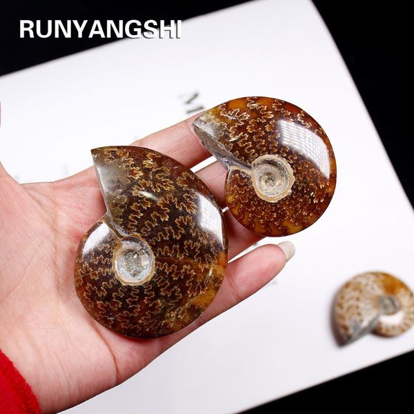 decorative objects & figurines runyangshi 1pc natural conch fossil rough stone ornaments ammonite slices polished crystal specimen healing
decorative objects & figurines runyangshi 1pc natural conch fossil rough stone ornaments ammonite slices polished crystal specimen healing