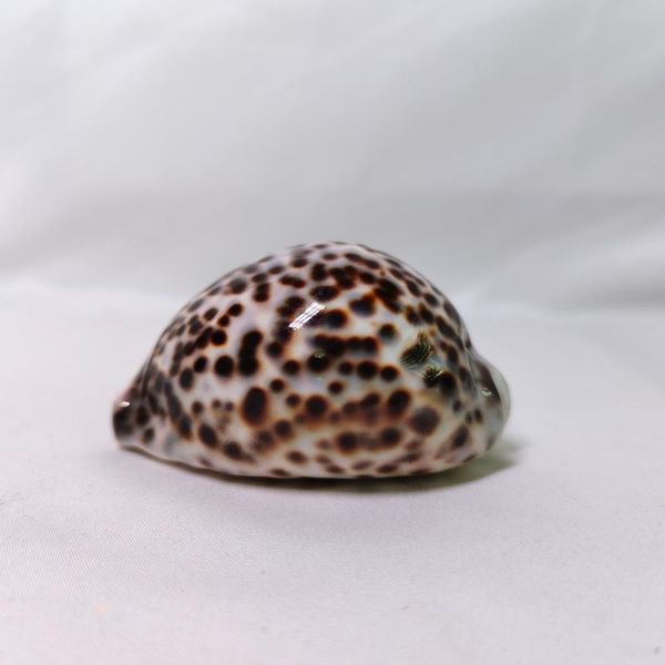 novelty items natural shell conch hermit crab replacement jewelry aquarium snail deskdecoration
novelty items natural shell conch hermit crab replacement jewelry aquarium snail deskdecoration