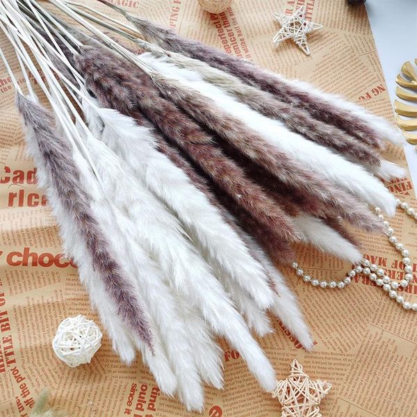 decorative flowers & wreaths real plants small reed natural preserved dried pampas grass bouquet bulrush phragmites decoration props droogbl
decorative flowers & wreaths real plants small reed natural preserved dried pampas grass bouquet bulrush phragmites decoration props droogbl