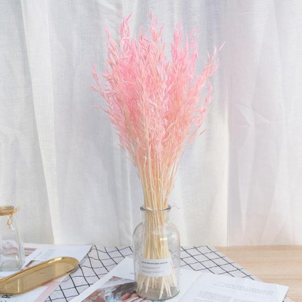 decorative flowers & wreaths 50pcs natural plant colorful pampas oat dried flower decor decoration bouquet wedding home modern ceremony u6e9
decorative flowers & wreaths 50pcs natural plant colorful pampas oat dried flower decor decoration bouquet wedding home modern ceremony u6e9