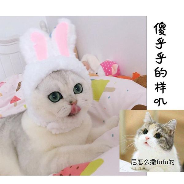 pet dog cat cap costume warm hat year party christmas cosplay accessories po props headwear 2021 funny costumes
pet dog cat cap costume warm hat year party christmas cosplay accessories po props headwear 2021 funny costumes
