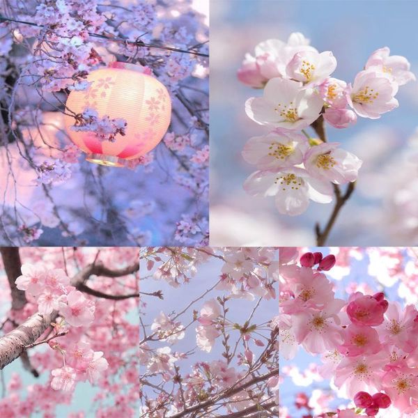 diamond painting 5d rhinestone cherry blossoms diy full round drill kit mosaic children gift
diamond painting 5d rhinestone cherry blossoms diy full round drill kit mosaic children gift