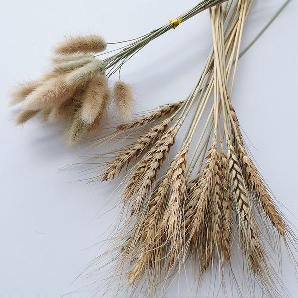 decorative flowers & wreaths 20pcs dried wheat ear flower natural wedding party decoration diy materials tail grass home garden room d
decorative flowers & wreaths 20pcs dried wheat ear flower natural wedding party decoration diy materials tail grass home garden room d