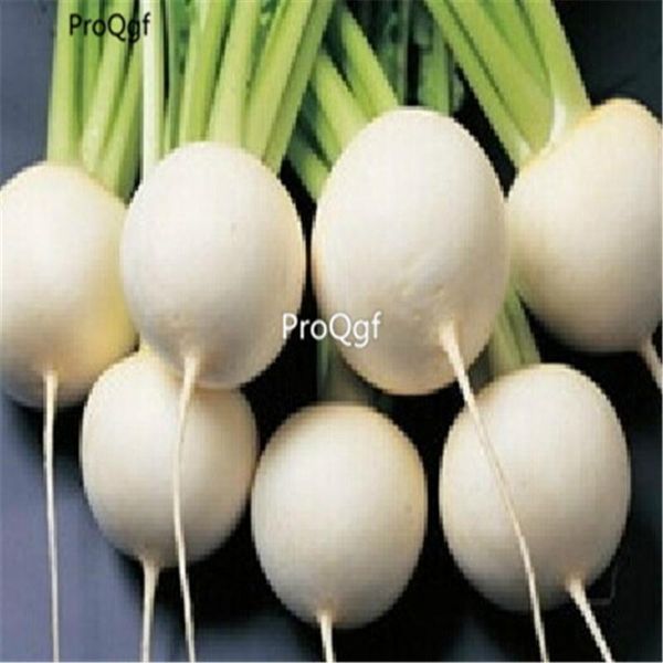 prodgf 5000pcs a set many series radish party favor
prodgf 5000pcs a set many series radish party favor