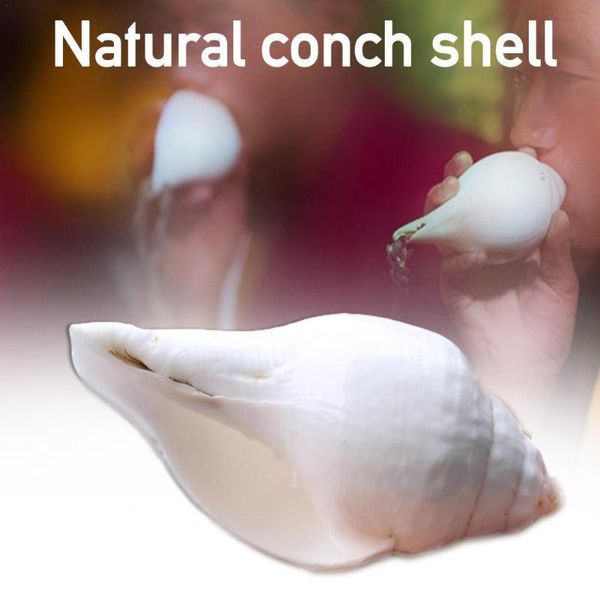 natural shell sea conch snail fish tank aquarium decorations roll shellfish breeding micro-landscape succulent flower pot
natural shell sea conch snail fish tank aquarium decorations roll shellfish breeding micro-landscape succulent flower pot