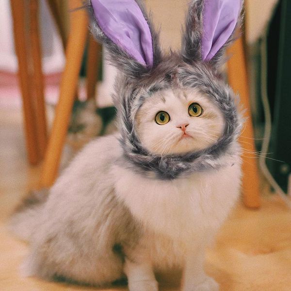 cat costumes cute hat grey pet small dogs and cats costume cap headgear with ears headdress
cat costumes cute hat grey pet small dogs and cats costume cap headgear with ears headdress