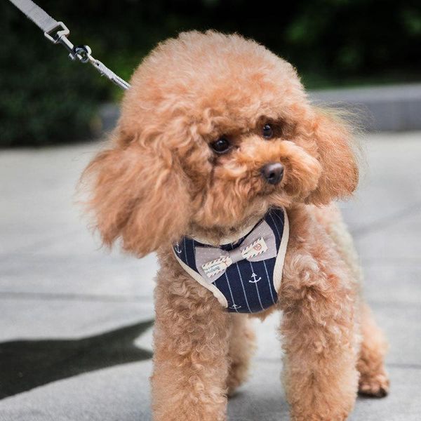 pets dogs accessories pet vest traction rope 2in1 clothes fashion puppy cat for outside travel costumes
pets dogs accessories pet vest traction rope 2in1 clothes fashion puppy cat for outside travel costumes