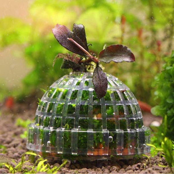 mineral balls moss ball filter aquarium decoration green live plants fish tank media for aquatic pets ornaments decorations
mineral balls moss ball filter aquarium decoration green live plants fish tank media for aquatic pets ornaments decorations