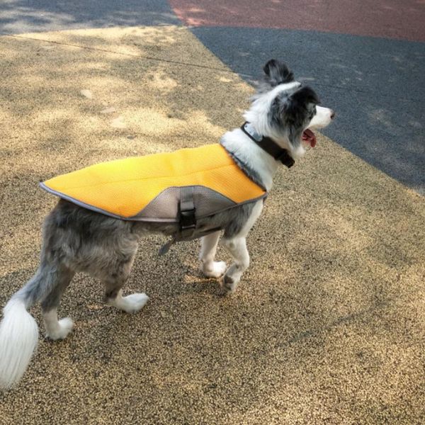dog apparel 1pcs pet clothes summer cooling vest breathable harness for dogs adjustable mesh reflective coat
dog apparel 1pcs pet clothes summer cooling vest breathable harness for dogs adjustable mesh reflective coat