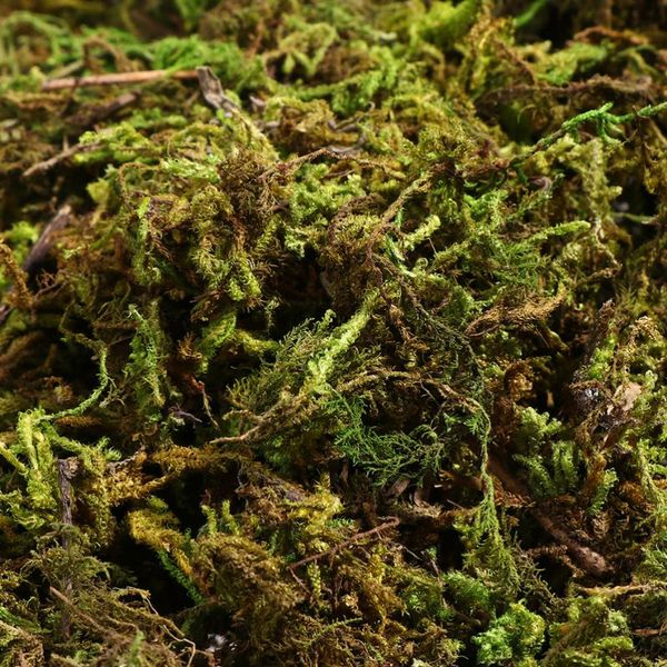 decorative flowers & wreaths 3 packs artificial moss lichen decoration simulation fake green plants ornament for home garden patio (about 15
decorative flowers & wreaths 3 packs artificial moss lichen decoration simulation fake green plants ornament for home garden patio (about 15