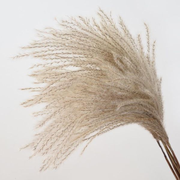 decorative flowers & wreaths natural pampas tail grass dried for wedding party diy craft typha lagurus ovatus phragmites real wheat d
decorative flowers & wreaths natural pampas tail grass dried for wedding party diy craft typha lagurus ovatus phragmites real wheat d