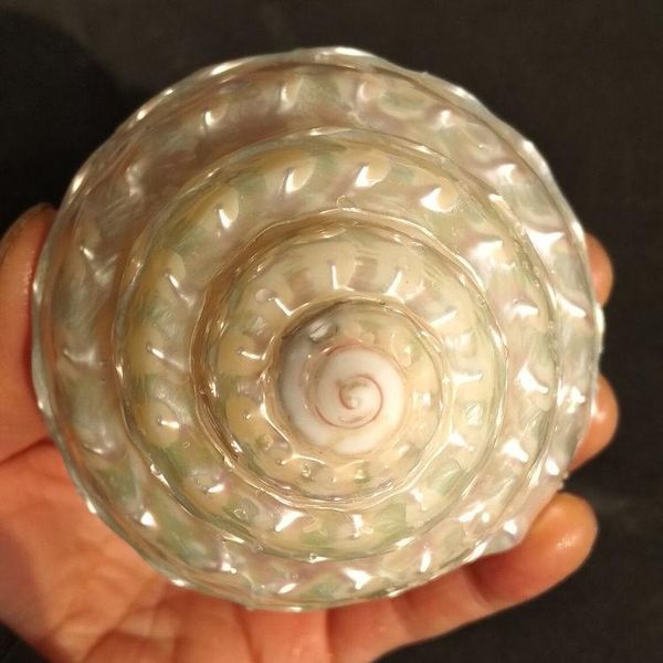 novelty items natural conch shell pearl tower silver white bright pagoda creative gift home furnishings
novelty items natural conch shell pearl tower silver white bright pagoda creative gift home furnishings
