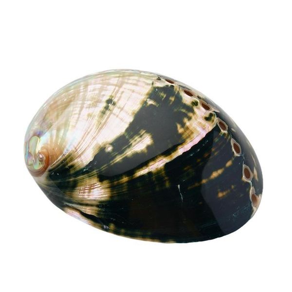 novelty items black abalone shell nature conch seashell fish tank aquarium landscaping specimen home crafts diy decorations
novelty items black abalone shell nature conch seashell fish tank aquarium landscaping specimen home crafts diy decorations
