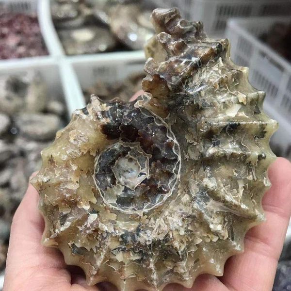 beautiful high-end natural hornsnail fossil energy healing reiki ornaments decorative objects & figurines
beautiful high-end natural hornsnail fossil energy healing reiki ornaments decorative objects & figurines