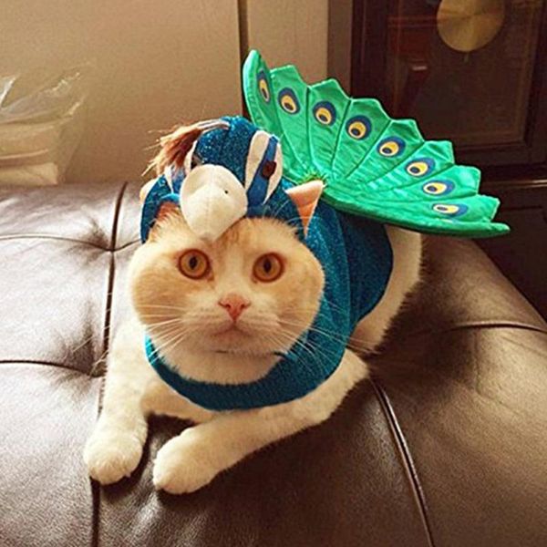 cat costumes halloween funny dog clothes pet blue peacock costume festival party cosplay skirt puppy suit for
cat costumes halloween funny dog clothes pet blue peacock costume festival party cosplay skirt puppy suit for