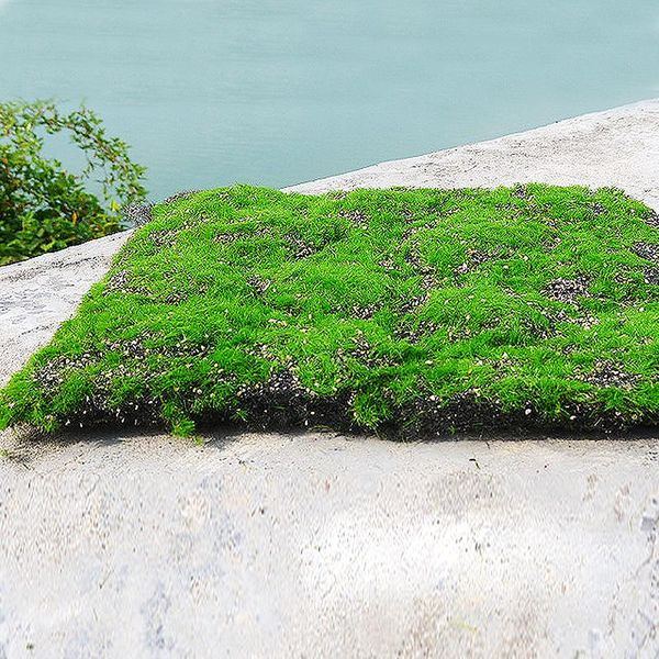 32x32cm artificial flower wall simulation plant lawn diy garden home wedding party decoration holiday gift el decorative flowers & wreaths
32x32cm artificial flower wall simulation plant lawn diy garden home wedding party decoration holiday gift el decorative flowers & wreaths