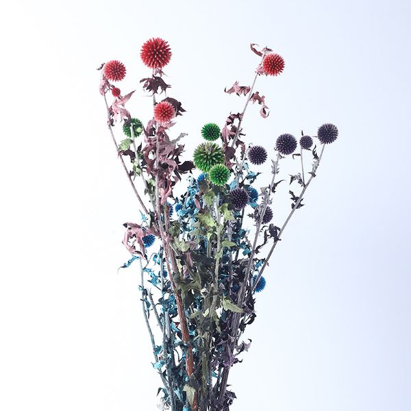 echinops sphaerocephalus blue planet dried flowers home decor wedding decoration dekoration decoracao para casa plants easter
echinops sphaerocephalus blue planet dried flowers home decor wedding decoration dekoration decoracao para casa plants easter
