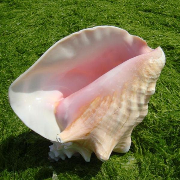 natural conch shell carmine queen phoenix snail landscape decoration decor sea home display 18-22cm crafts aquarium p u6p9 novelty items 
natural conch shell carmine queen phoenix snail landscape decoration decor sea home display 18-22cm crafts aquarium p u6p9 novelty items