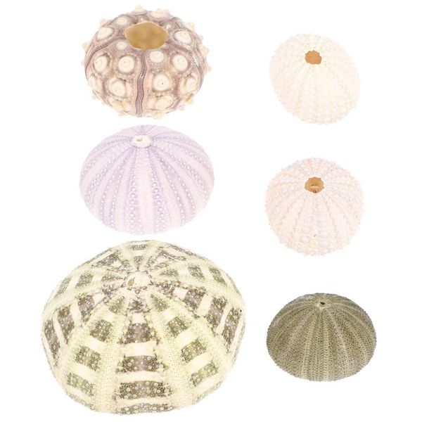 novelty items 6pcs sea urchin diy craft ornaments crafts fish tank decors
novelty items 6pcs sea urchin diy craft ornaments crafts fish tank decors