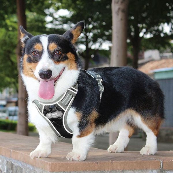 dog collars & leashes harness adjustable no-pull reflective nylon leash chest strap vest padded for medium large dogs 5
dog collars & leashes harness adjustable no-pull reflective nylon leash chest strap vest padded for medium large dogs 5