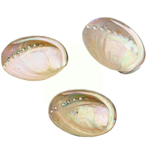 novelty items natural zealand abalone big conch diy home crafts landscaping decoration gift aquarium landscape wedding decorati p7n6
novelty items natural zealand abalone big conch diy home crafts landscaping decoration gift aquarium landscape wedding decorati p7n6