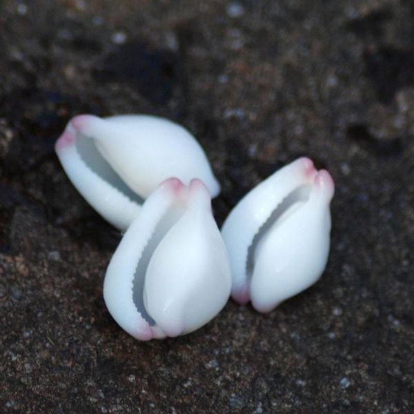 novelty items natural small exquisite wall sticker specimen snail conch decoration collection gift diy shell treasures rare jade
novelty items natural small exquisite wall sticker specimen snail conch decoration collection gift diy shell treasures rare jade