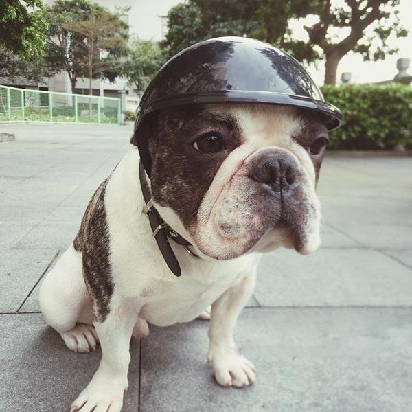 dog apparel helmets for motorcycles cool abs fashion pet hat helmet plastic protect ridding cap size s/m/l
dog apparel helmets for motorcycles cool abs fashion pet hat helmet plastic protect ridding cap size s/m/l