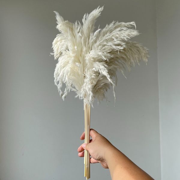 10 stems white color wedding use flower bunch real dried pampas grass bouquet natural plants home decor
10 stems white color wedding use flower bunch real dried pampas grass bouquet natural plants home decor