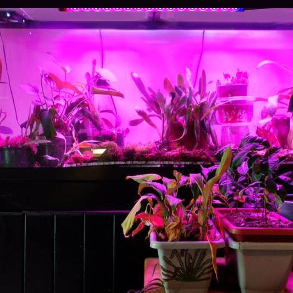 full spectrum flower plant phyto growth lamp usb led grow light strip for indoor greenhouse hydroponic grows lights home
full spectrum flower plant phyto growth lamp usb led grow light strip for indoor greenhouse hydroponic grows lights home