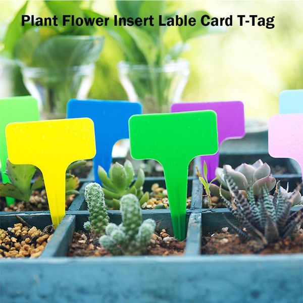 100pcs gardening label waterproof plastic insert ground card t-shaped lable semillas de plantas plants graines à planter garden decorations
100pcs gardening label waterproof plastic insert ground card t-shaped lable semillas de plantas plants graines à planter garden decorations