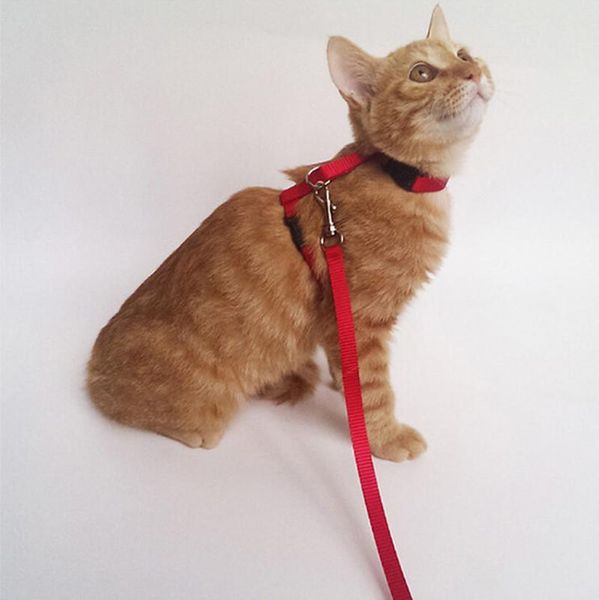 cat collars & leads 1pc dog leash and adjustable collar harness nylon pet traction kitten halter cats products for belt
cat collars & leads 1pc dog leash and adjustable collar harness nylon pet traction kitten halter cats products for belt