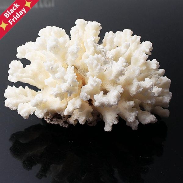 decorative objects & figurines 1pc natural white coral fossil cluster quartz crystal reef specimen healing home decor gift
decorative objects & figurines 1pc natural white coral fossil cluster quartz crystal reef specimen healing home decor gift