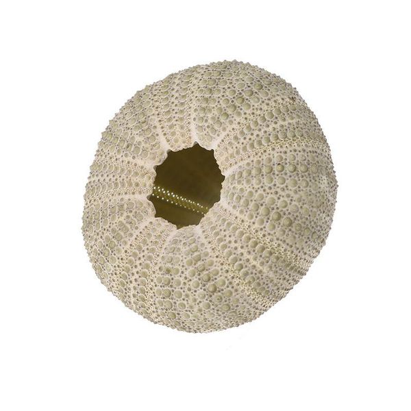 natural sea urchin reptile box aquarium gardening decorations diy art craft ornament
natural sea urchin reptile box aquarium gardening decorations diy art craft ornament