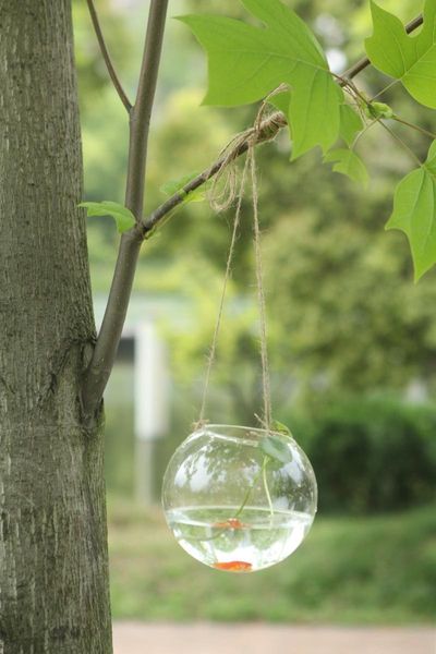 vases hanging glass bauble flower vase candle holders garden window wedding dia10cm x1
vases hanging glass bauble flower vase candle holders garden window wedding dia10cm x1