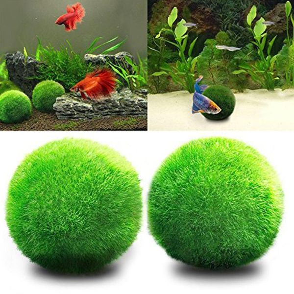 decorations living green seaweed ball small algae for aquarium fish tank landscaping decoration
decorations living green seaweed ball small algae for aquarium fish tank landscaping decoration