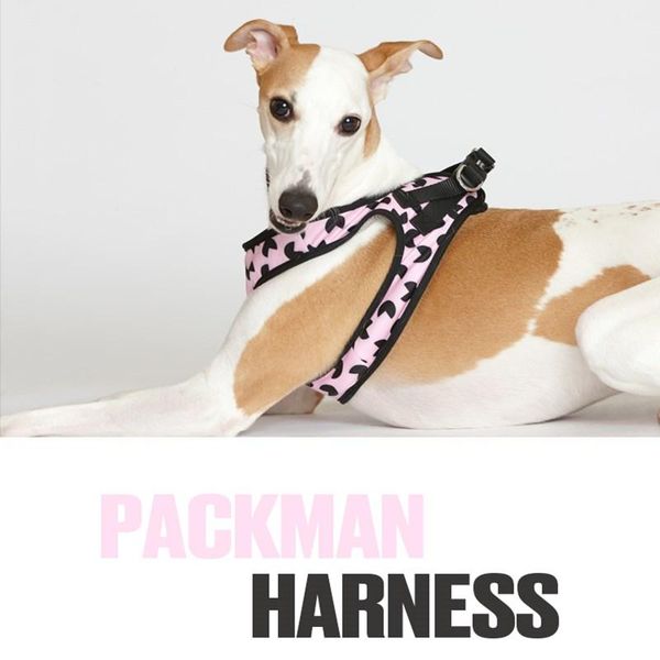 small-large dog harness vest-type breathable mesh layer lightweight and comfortable greyhound teddy accessories collars & leashes
small-large dog harness vest-type breathable mesh layer lightweight and comfortable greyhound teddy accessories collars & leashes