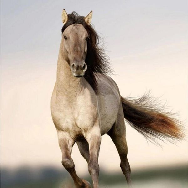 wallpapers drop 3d wall custom large mural wallpaper animal bedroom sofa tv background non-woven murales horse galloping
wallpapers drop 3d wall custom large mural wallpaper animal bedroom sofa tv background non-woven murales horse galloping
